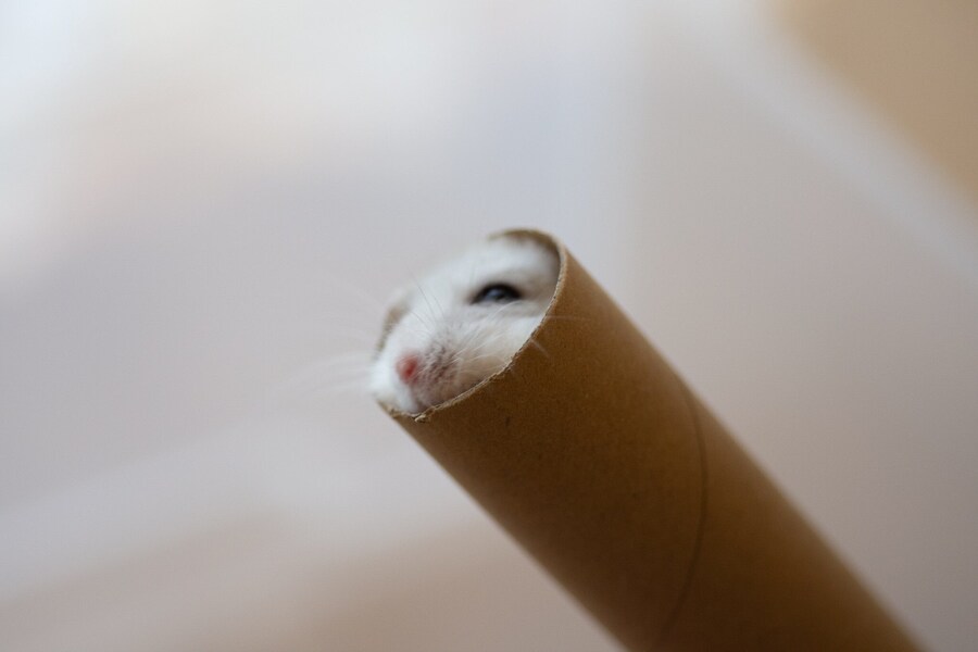 원통에 들어가는 귀여운 햄스터 'ㅅ'_3.jpg