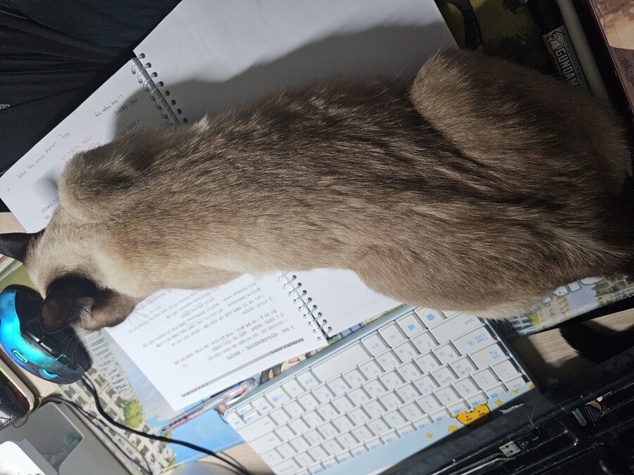 우리집 고양이 진짜 ㅈ같이생겼네_1.jpg