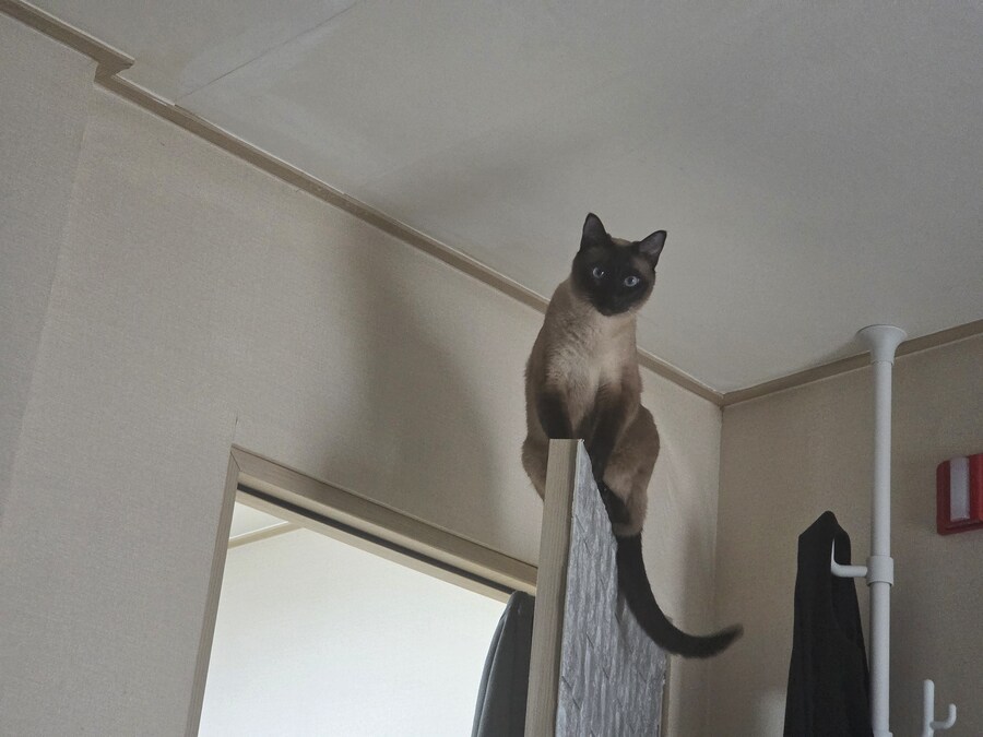 천장 고양이와 바닥 고양이?!?!_1.jpg