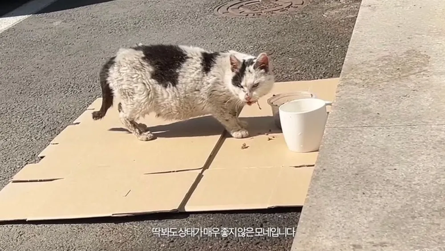 길에 버려진 고양이를 키운 결과_1.webp