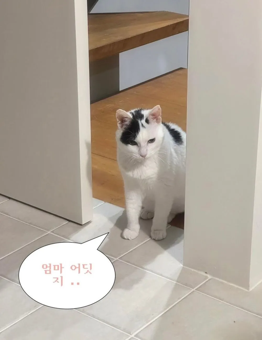길에 버려진 고양이를 키운 결과_4.webp