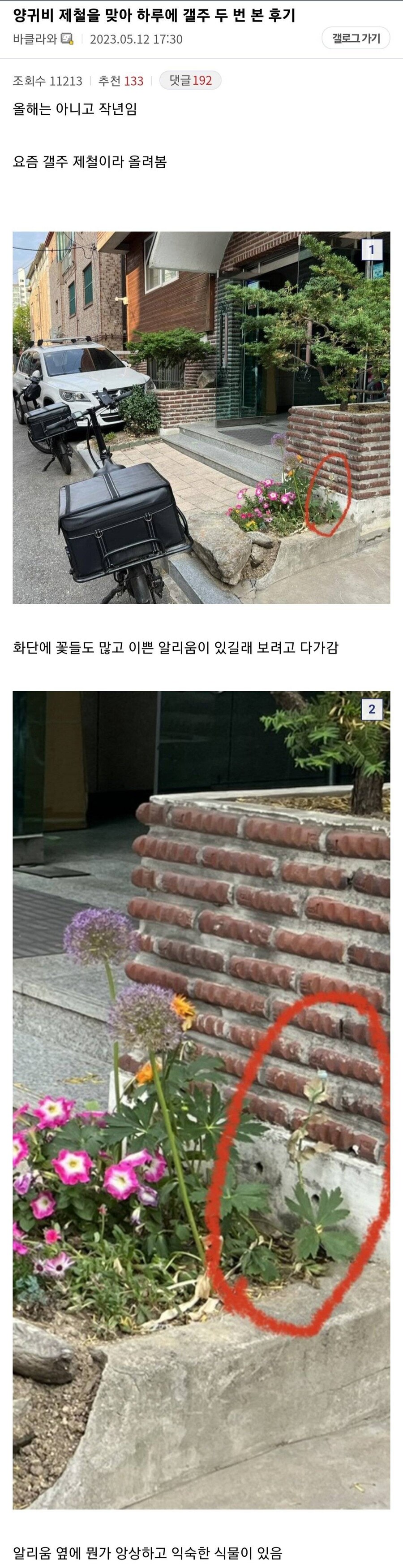 하루에 2번이나 양귀비 발견한 식물갤러 .jpg_1.jpg