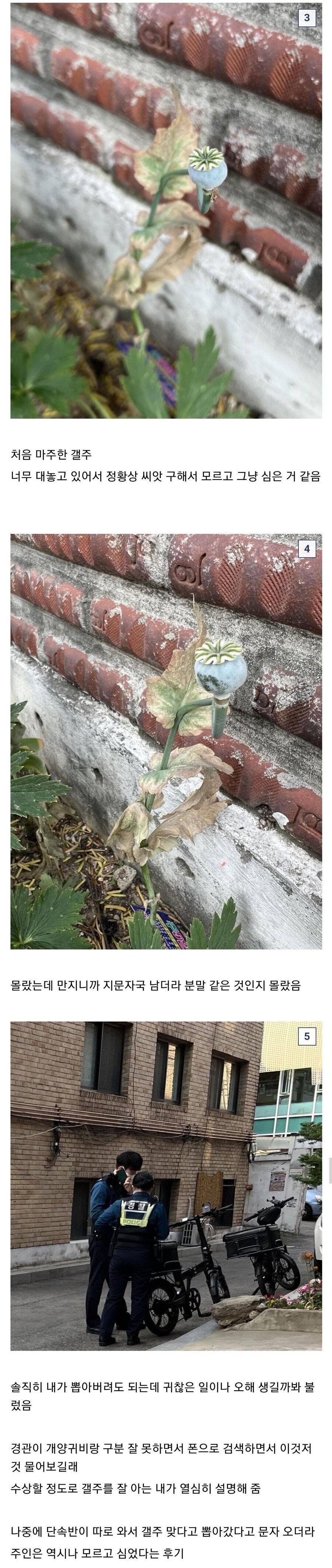 하루에 2번이나 양귀비 발견한 식물갤러 .jpg_2.jpg