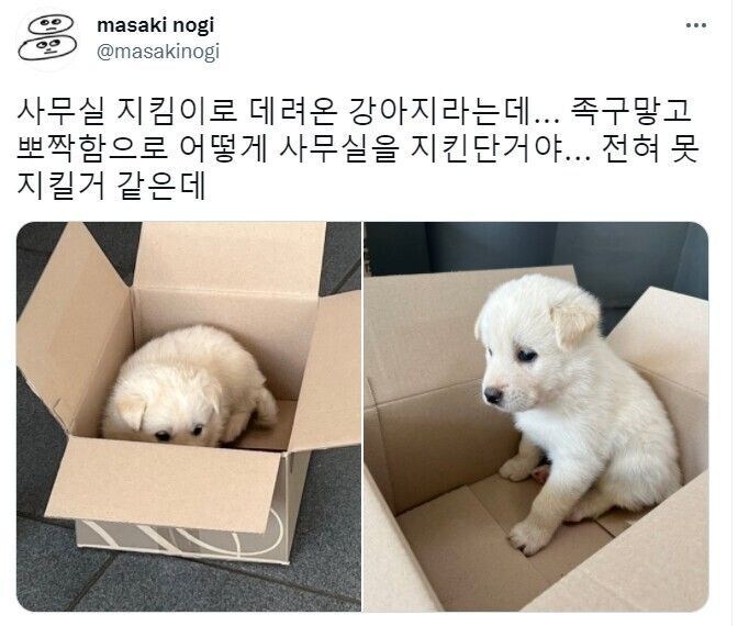 사무실 지킴이로 데려온 강아지_1.jpg