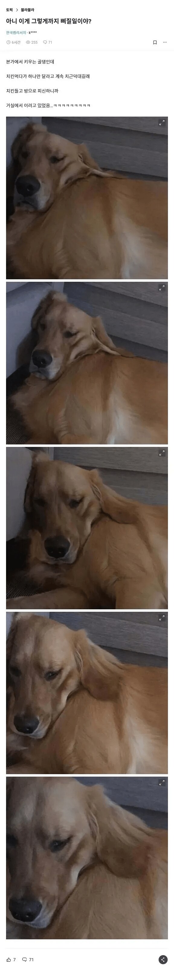 골든 리트리버는 지능이 높다_1.png