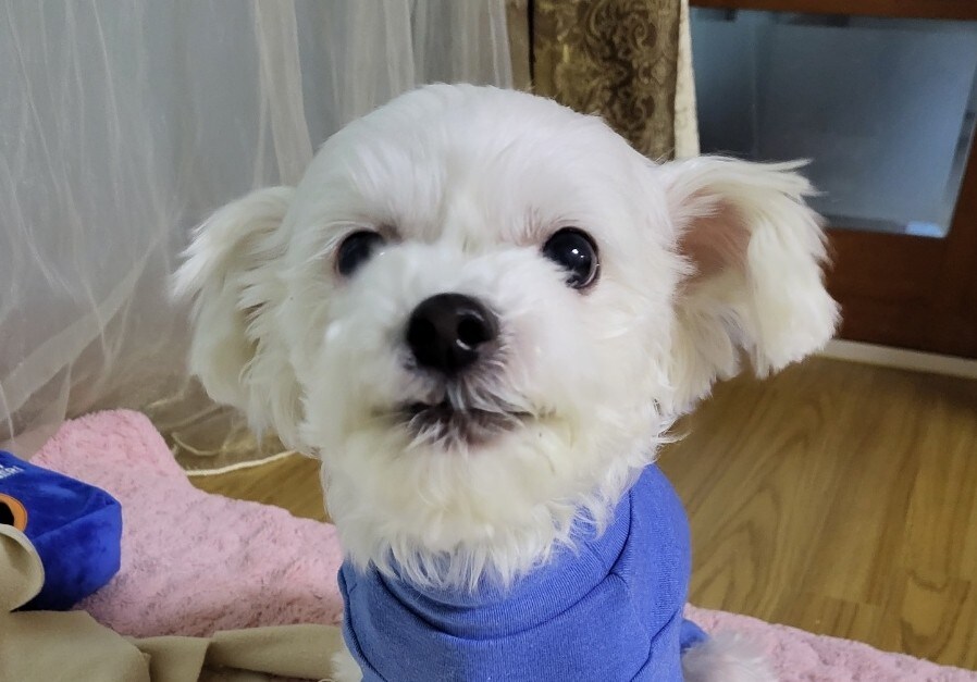 댕댕댕_3.jpg