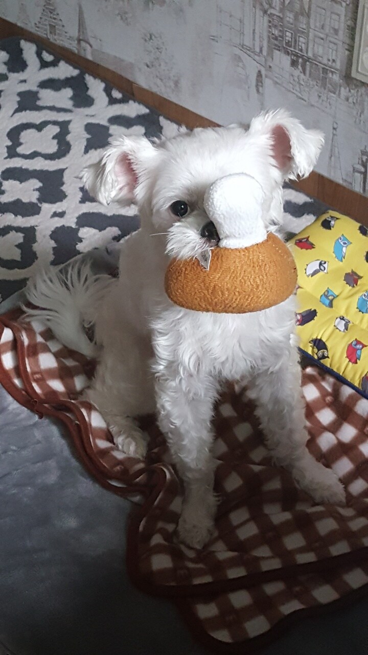 댕댕댕_10.jpg