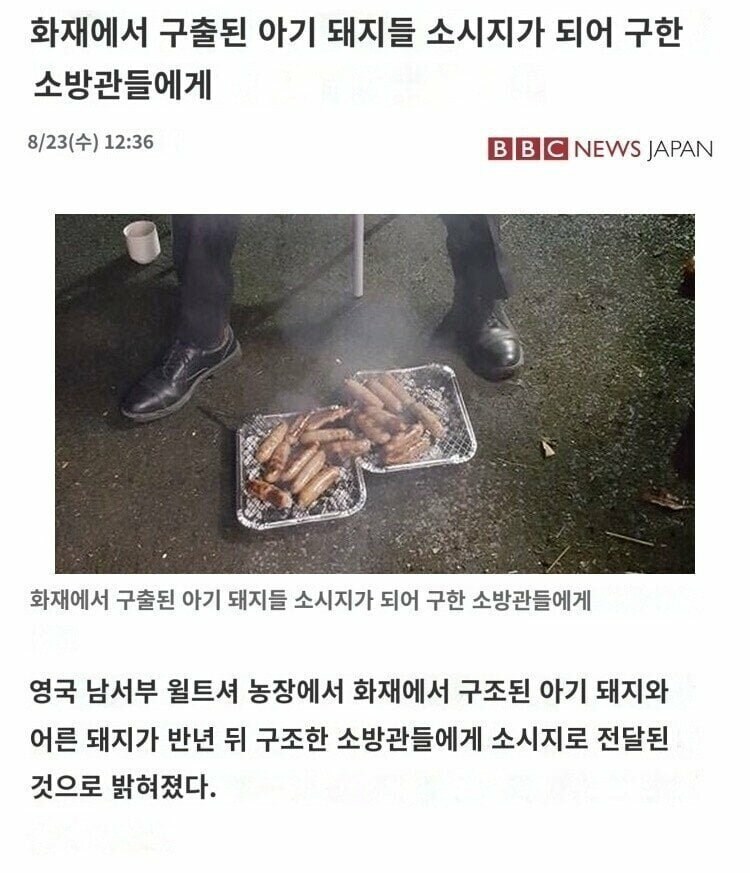 안녕하세요 그때 구해주셨던 돼지입니다_1.jpg