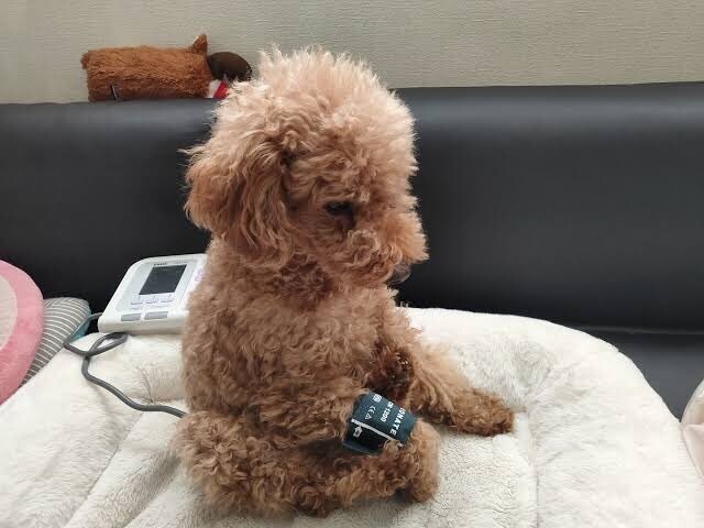 평소엔 보기 힘든 강아지 혈압 재는 사진.jpg_1.jpg
