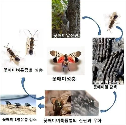 매년 이맘때쯤 극성이었던 꽃매미 안 보이는 이유_2.webp