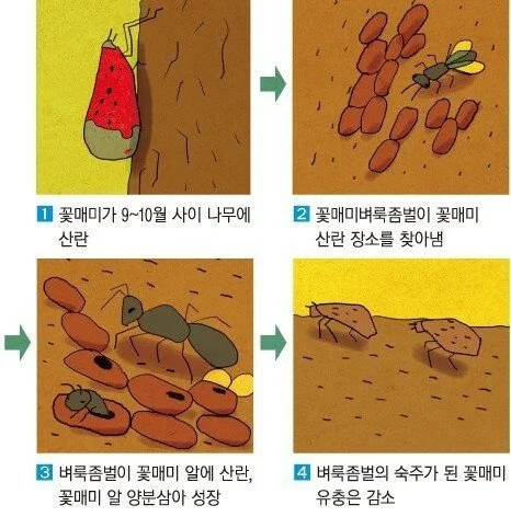 매년 이맘때쯤 극성이었던 꽃매미 안 보이는 이유_3.webp