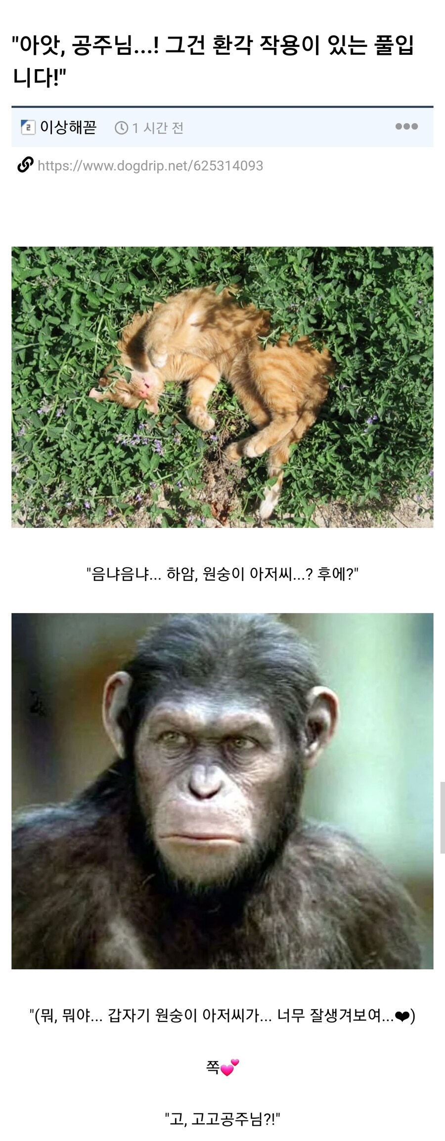 환각의 숲에 들어간 원숭이 아저씨와 공주님_1.jpg