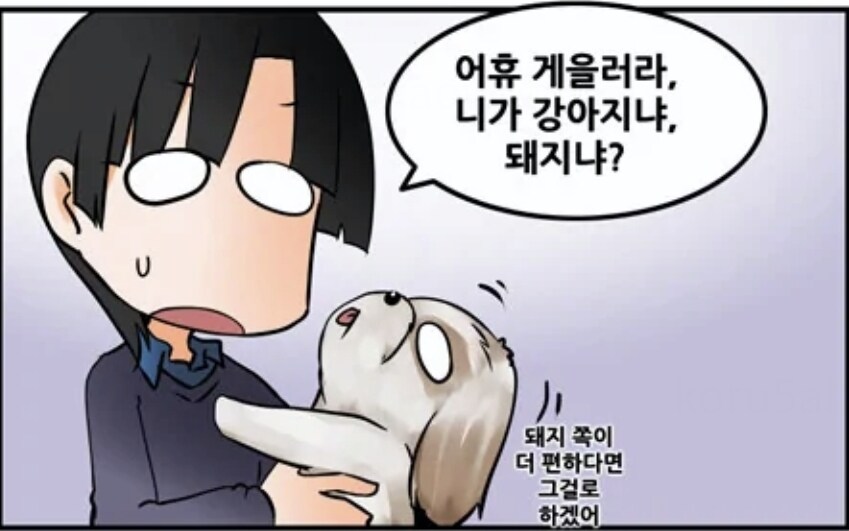 시츄에 대해 많이들 오해하는게 있는데_1.jpg