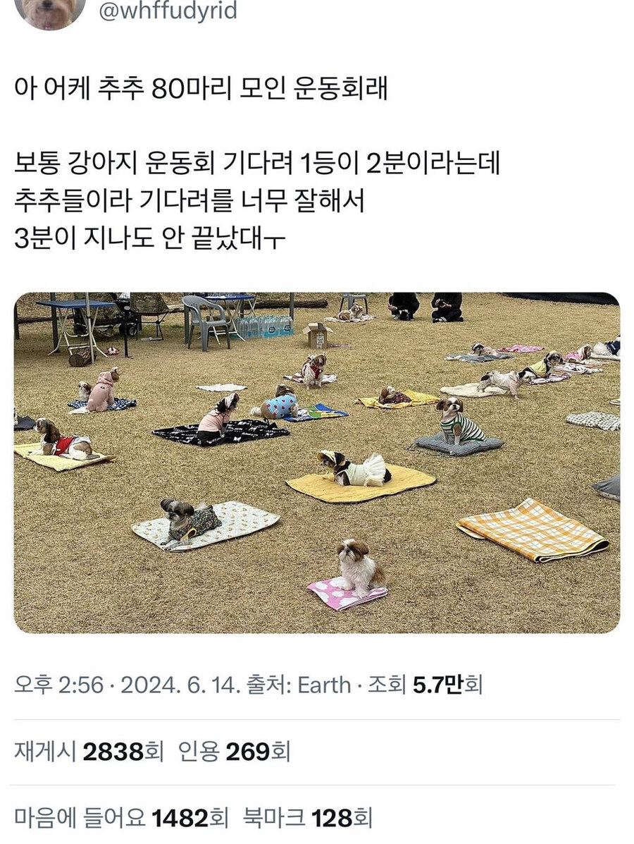 시츄에 대해 많이들 오해하는게 있는데_2.jpg