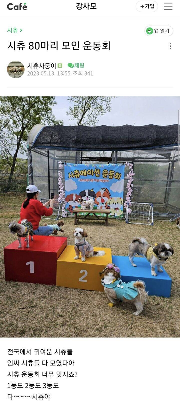 시츄에 대해 많이들 오해하는게 있는데_3.jpg