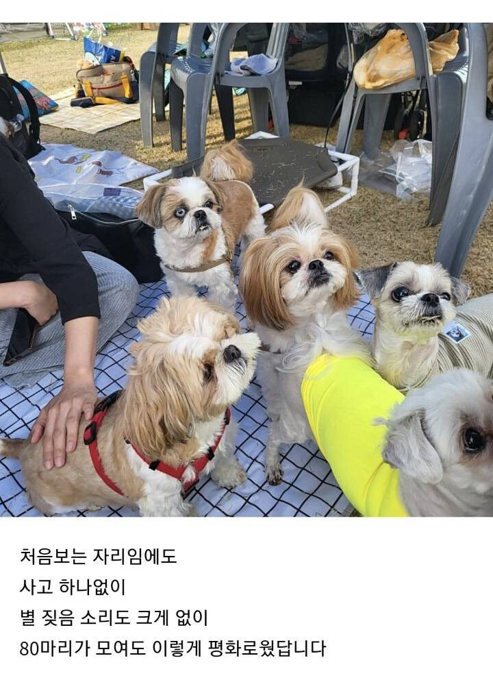 시츄에 대해 많이들 오해하는게 있는데_4.jpg