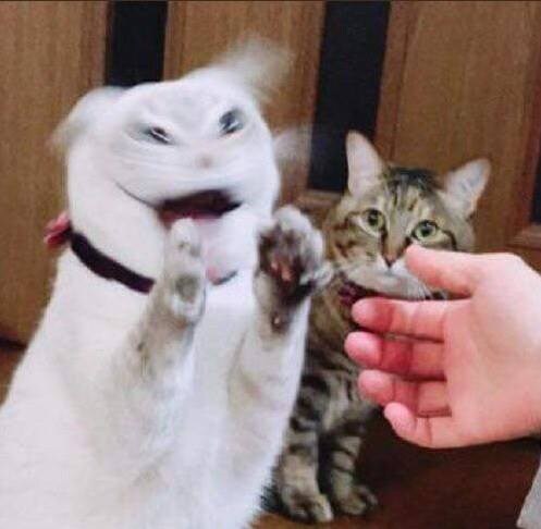 굿모닝 고양이짤_1.jpg