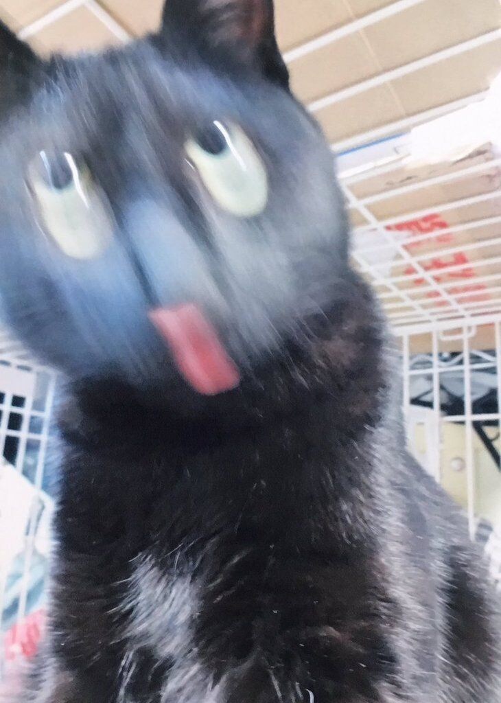 굿모닝 고양이짤_7.jpg