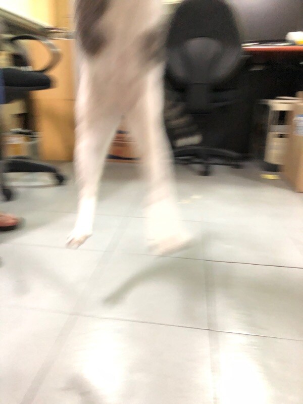 굿모닝 고양이짤_8.jpg