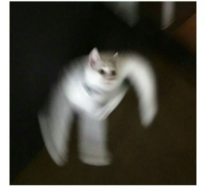 굿모닝 고양이짤_9.jpg