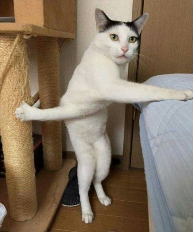 굿모닝 고양이짤_12.jpg