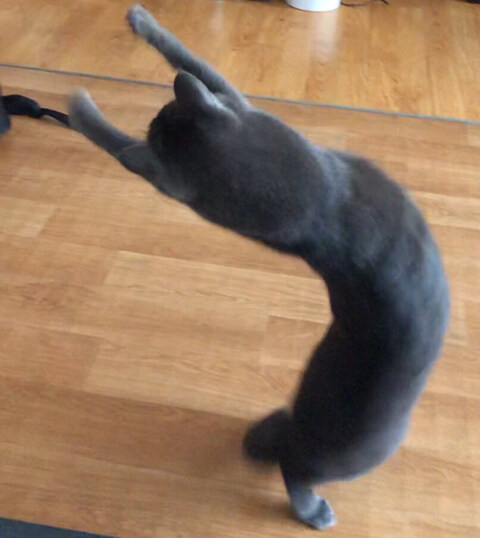 굿모닝 고양이짤_13.jpg
