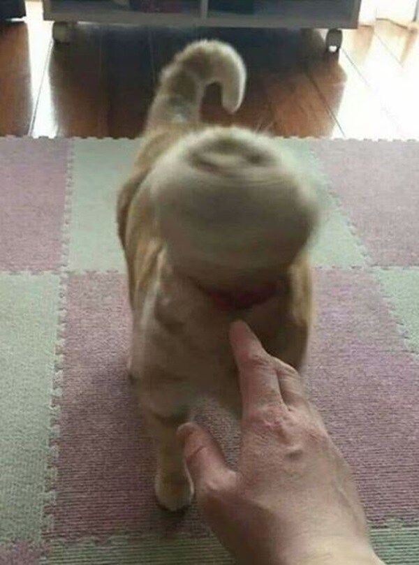 굿모닝 고양이짤_17.jpg