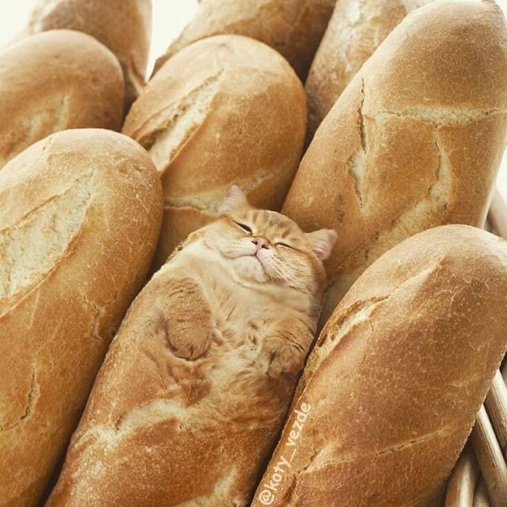 빵냥이_1.jpg