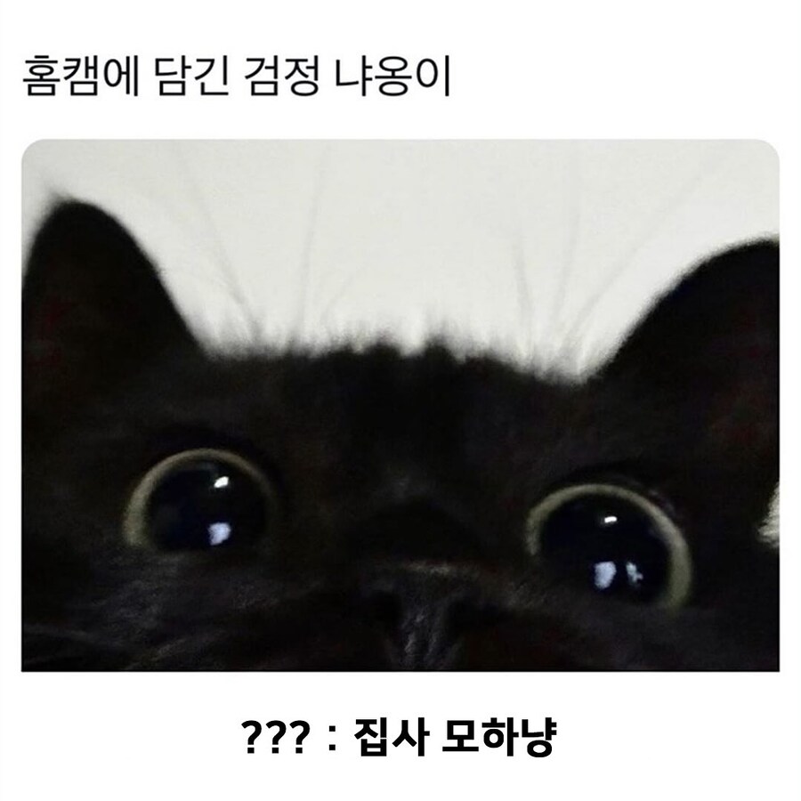 홈캠에 담긴 검정 냐옹이..._1.jpg