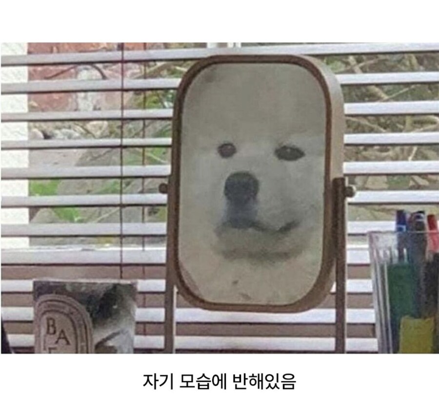 강아지가 조용하길래 봤더니.jpg_2.jpg