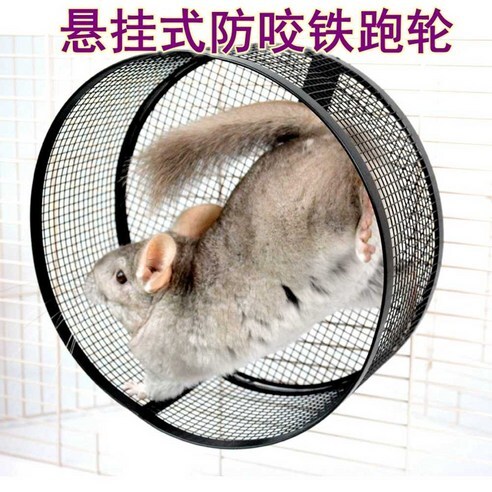 다람쥐 챗바퀴 도는 인생 나쁘다고 생각함?_1.jpg