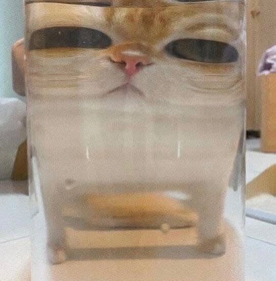 고양이 못생기게 만들기.._1.jpg