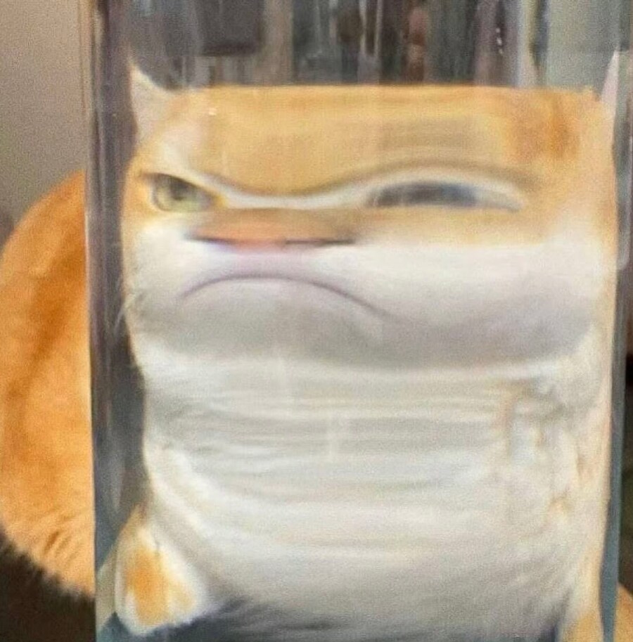 고양이 못생기게 만들기.._2.jpg