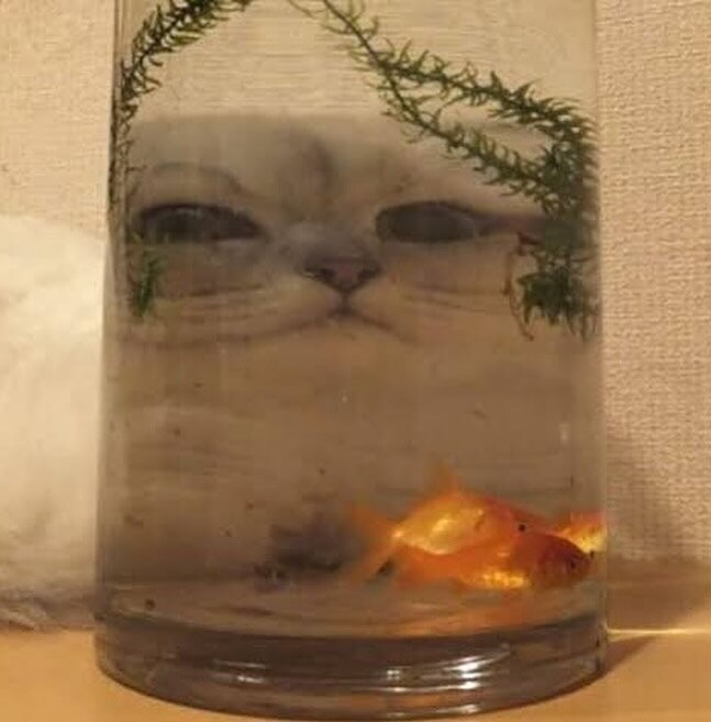 고양이 못생기게 만들기.._4.jpg