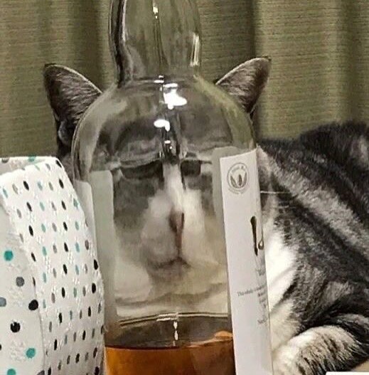 고양이 못생기게 만들기.._5.jpg