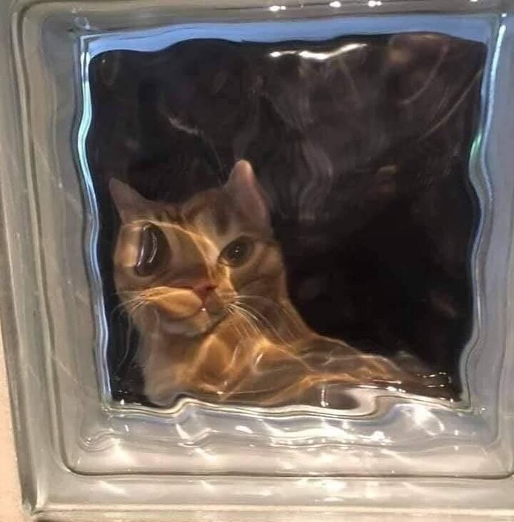 고양이 못생기게 만들기.._7.jpg