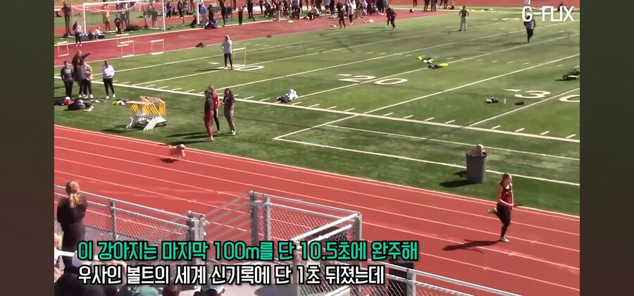 대학 육상 경기에 난입한 똥강아지_2.jpg