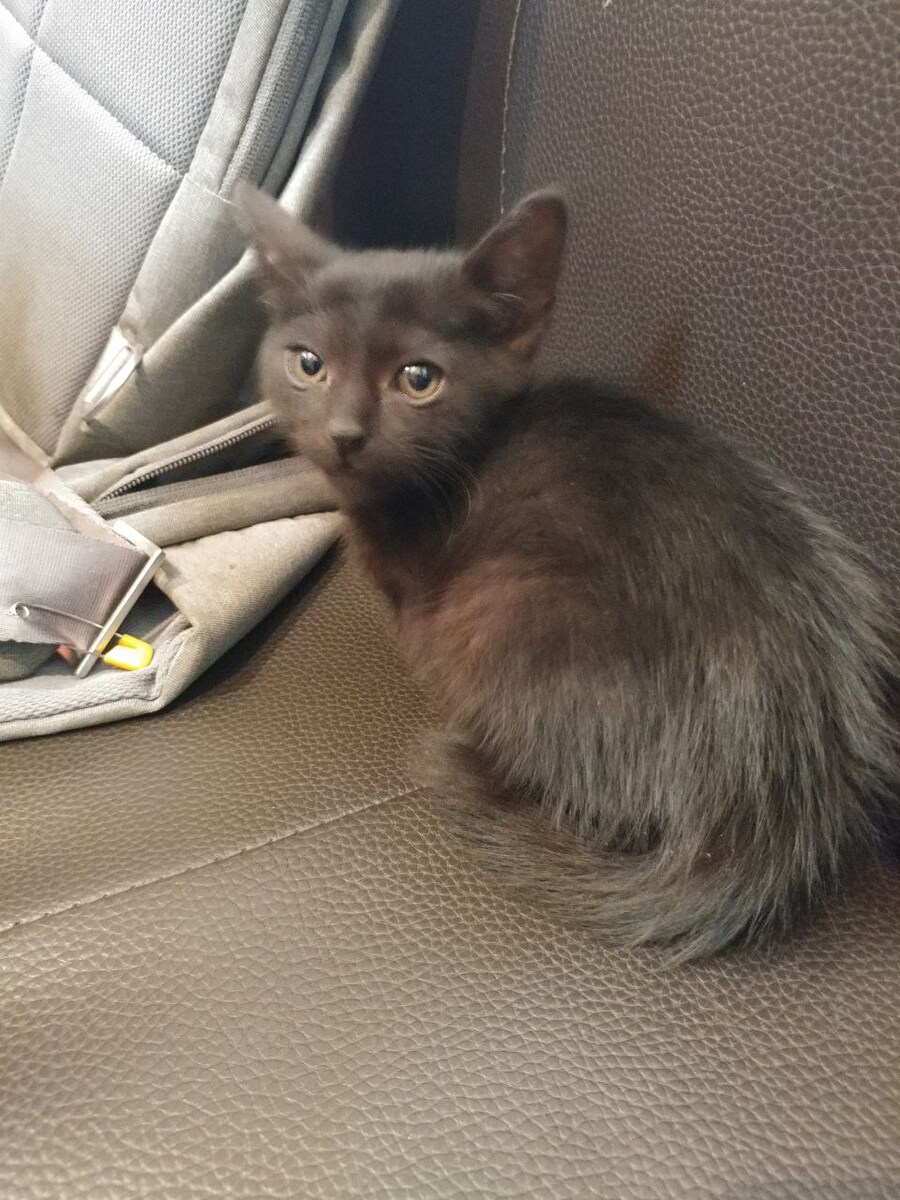 우리집 검은 고양이 1_3.jpg