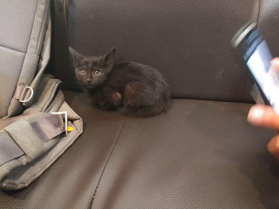 우리집 검은 고양이 1_4.jpg