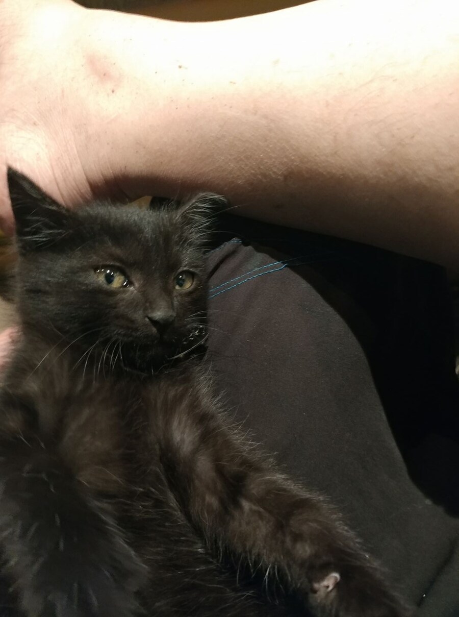 우리집 검은 고양이 1_12.jpg