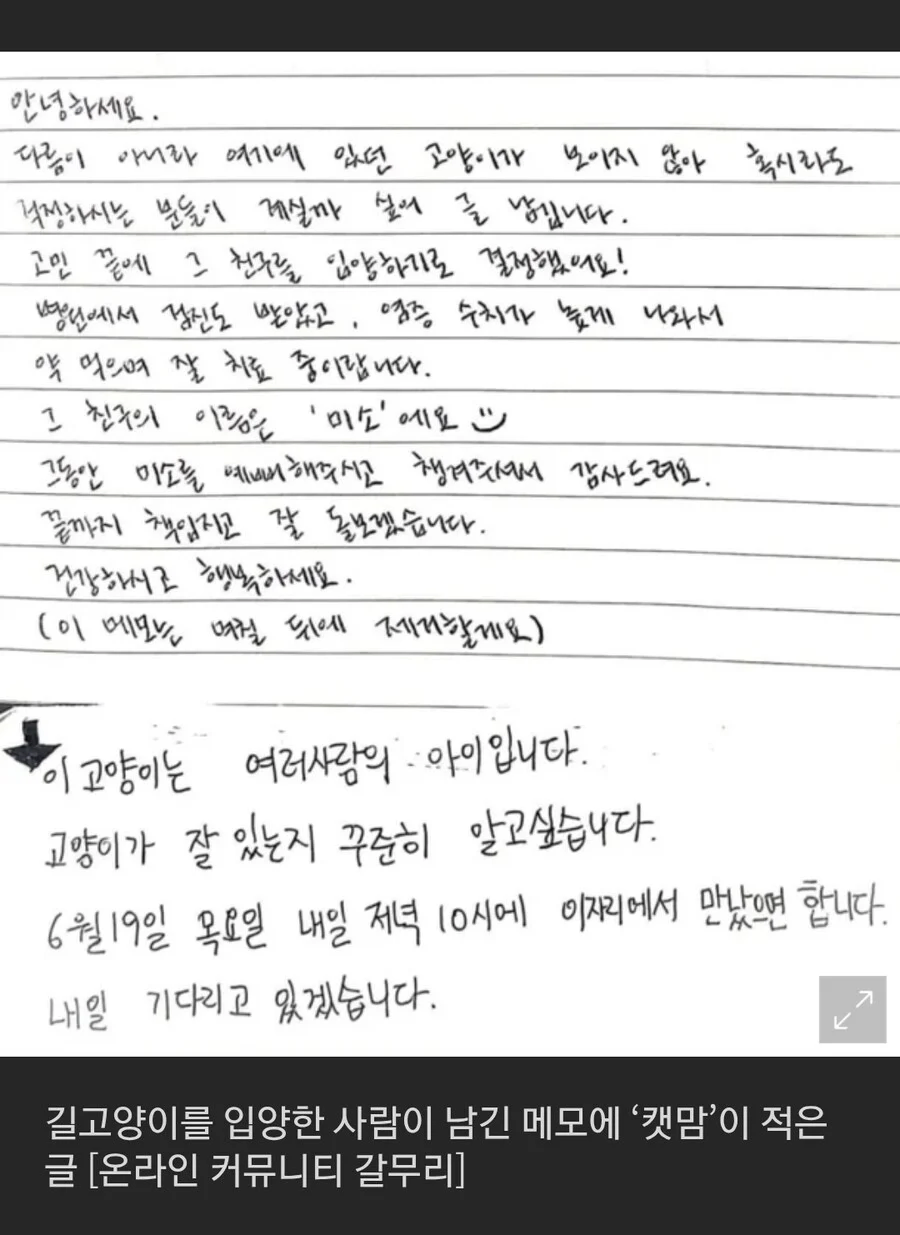 어제자 '캣맘은 정신병' 근황.jpg_2.webp