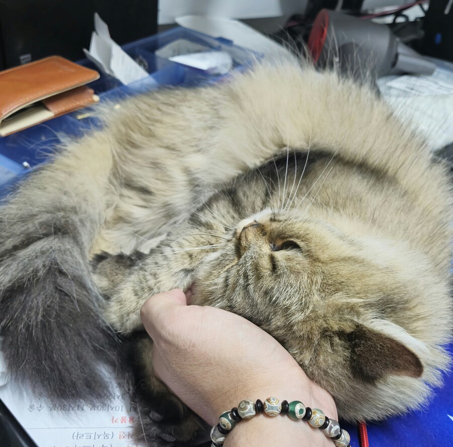 친구네 고양이 보고 싶다.._1.jpg