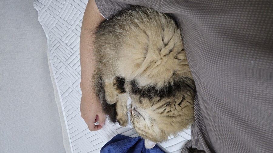 친구네 고양이 보고 싶다.._3.jpg