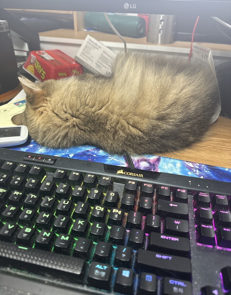 친구네 고양이 보고 싶다.._4.jpg