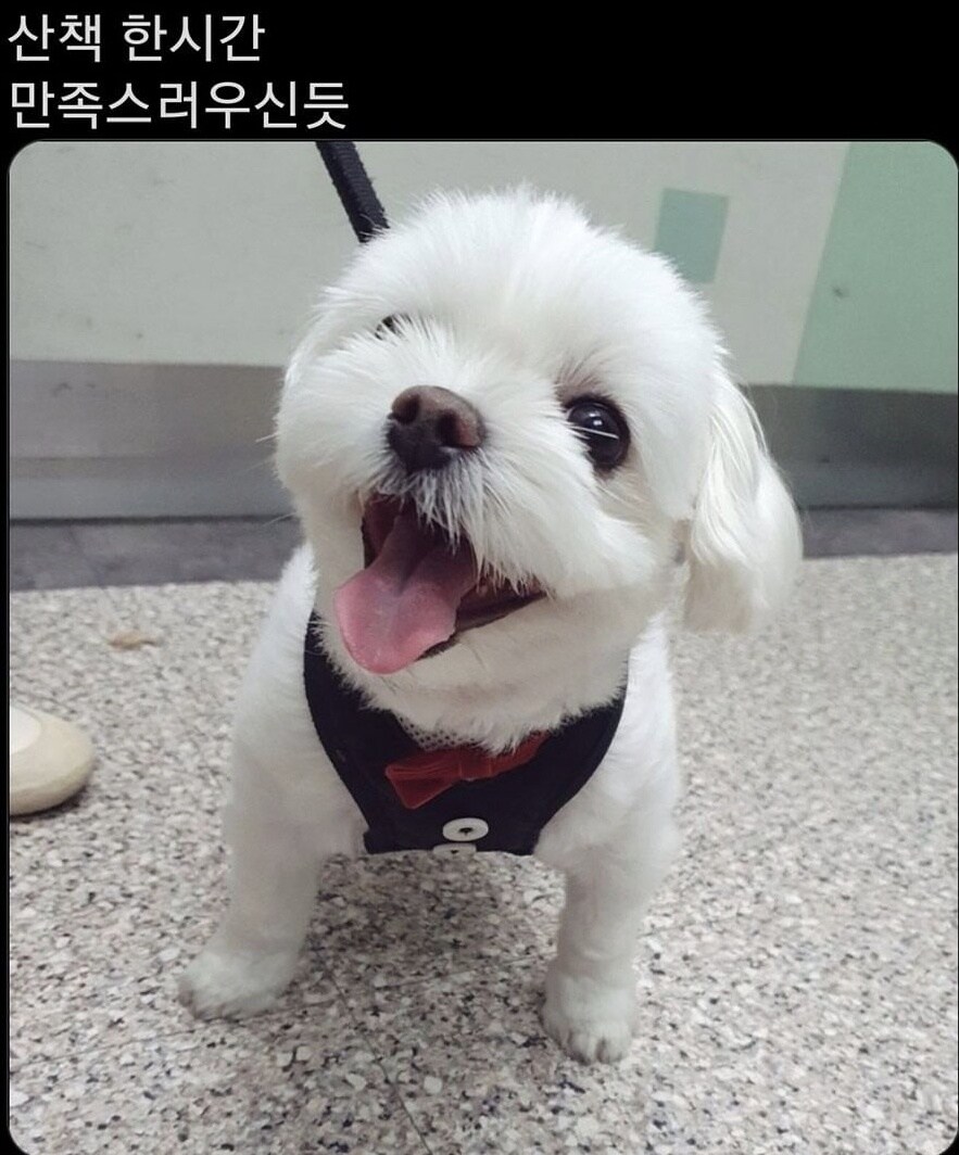 소형견이 원하는 적정 산책 시간_1.jpg