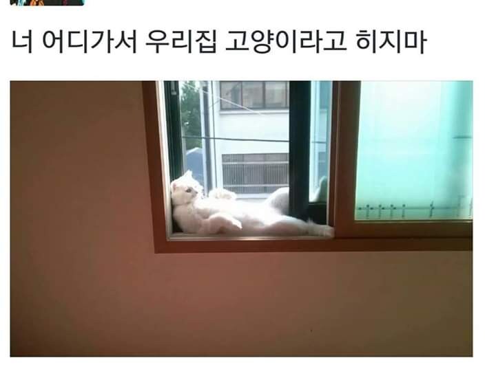 집사가 퇴근하고 본 광경_1.jpg
