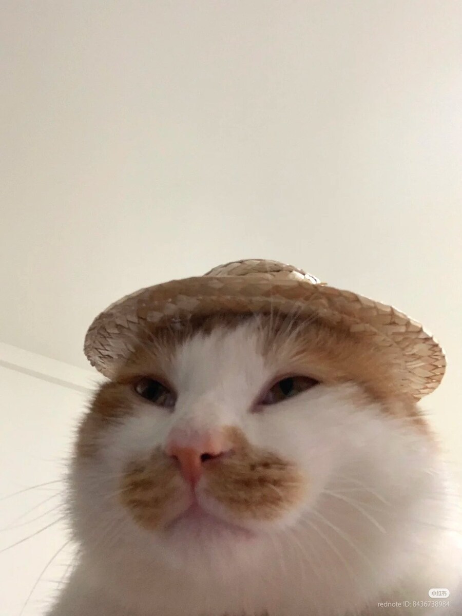 고양이: 너 내 동료가 되라!👒_1.jpg