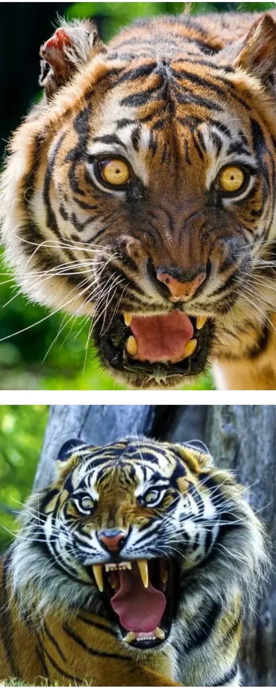 케이팝?) 민화 속 호랑이가 그렇게 생긴 이유_2.jpg