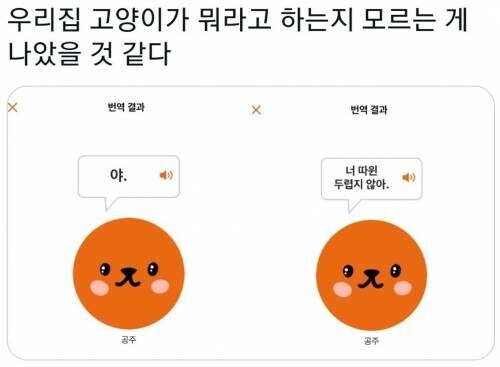 고양이 번역기 정확함.jpg_1.jpg