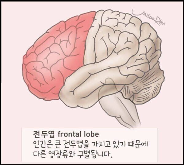 전두엽에 손상을 입었을때 나타나는 증상_1.jpg
